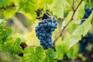 Arnaldo-Caprai-Foto-Sagrantino