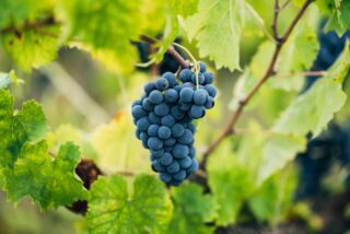 Arnaldo-Caprai-Foto-Sagrantino