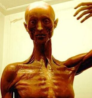 anatomy